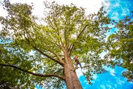 Best Arborist Consultation Services  in Norman, OK