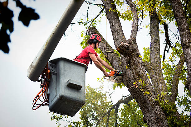 Best Firewood Processing and Delivery  in Norman, OK